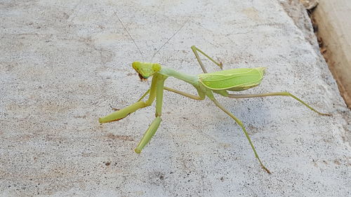 High angle view of insect on leaf against wall