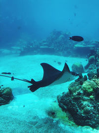 Coral reef. stingray 