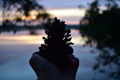 Close-up of hand holding plant against sky during sunset