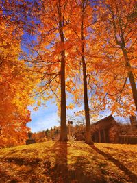 Trees on field during autumn