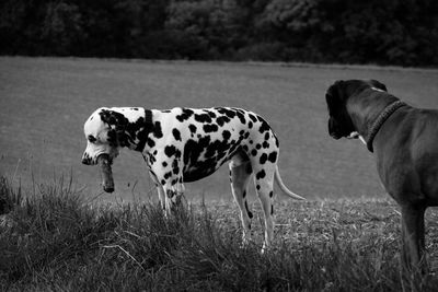 View of a dog standing on field