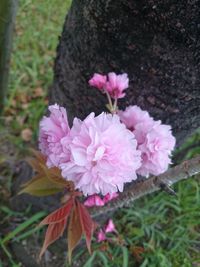 High angle view of pink flowering plants