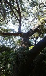 Low angle view of trees