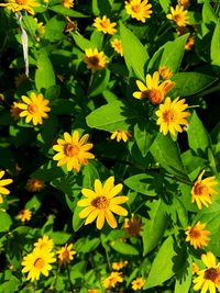 Close-up of yellow flowering plants