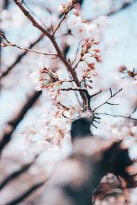 Low angle view of cherry blossoms in spring