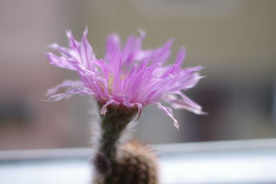 Close-up of pink flower