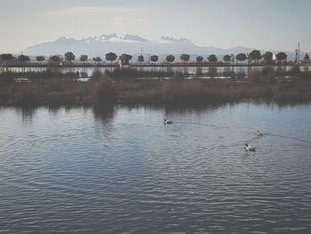 Swan on lake against sky