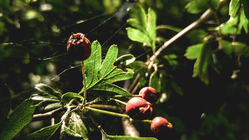 Close-up of leaves on plant