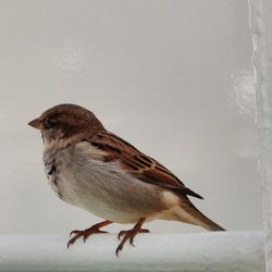 Close-up of bird perching on snow