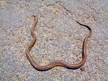 Close-up of lizard