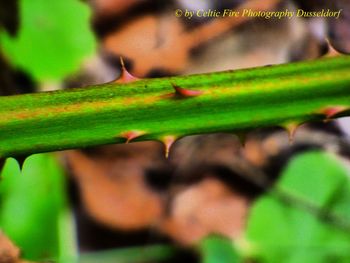 Close-up of succulent plant