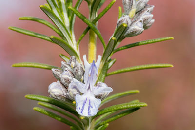 Close-up of flowering plant