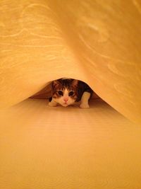 Portrait of cat relaxing on bed under blanket at home