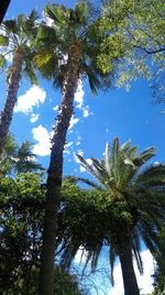 Low angle view of palm trees against blue sky