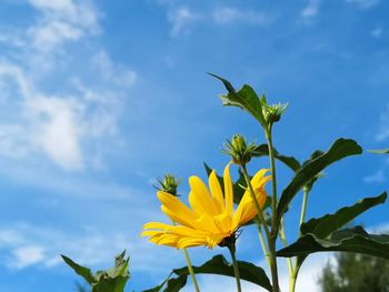 Close-up of yellow flowering plant against sky