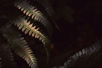 Close-up of fern leaves