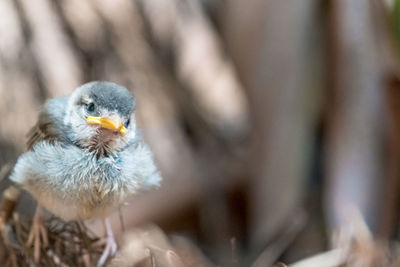 Close-up of young bird in nest