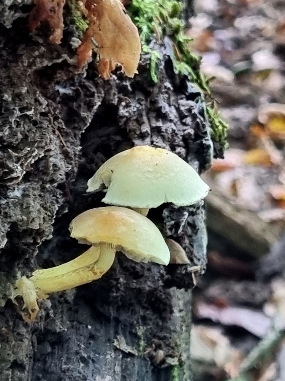 CLOSE-UP OF MUSHROOM ON TREE TRUNK