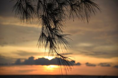 Close-up of silhouette plant against sky during sunset