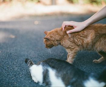 Hand feeding cat in water