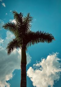 Low angle view of coconut palm tree against blue sky