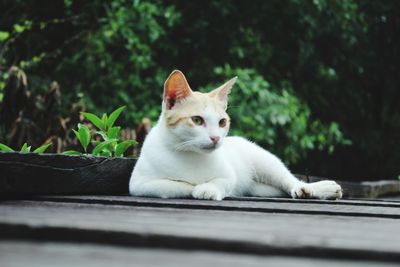 Close-up portrait of a cat