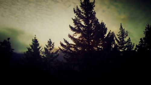 Silhouette trees in forest against sky