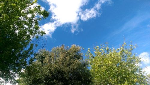 Low angle view of trees against blue sky