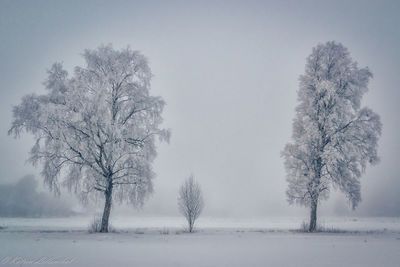 Trees on snow covered landscape against clear sky