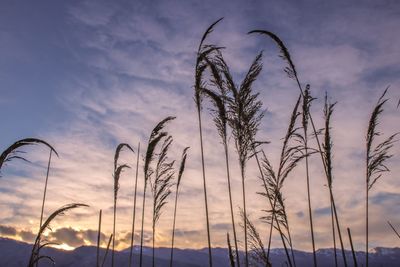 Low angle view of plants against sky