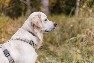 Portrait of golden retriever pale young dog is sitting on the grass in the forest, autumn season