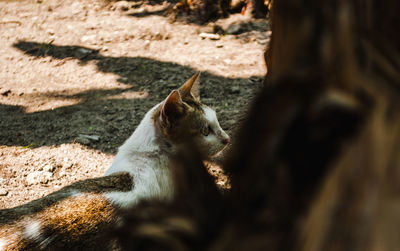 Shadow of a cat