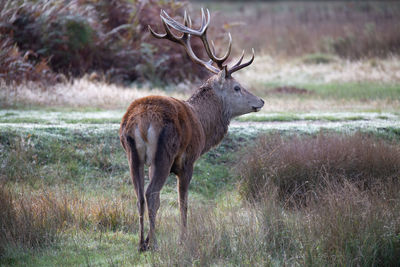 Deer standing in a field