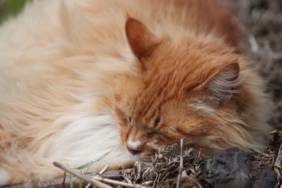 Close-up of cat sleeping