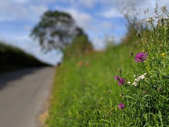 Close-up of purple flowering plants on field
