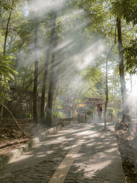 Trees in forest