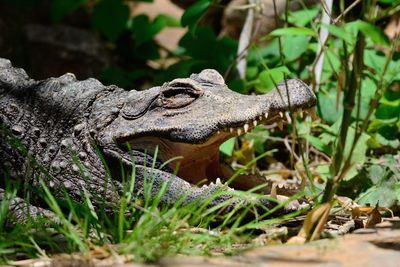 Crocodile on field