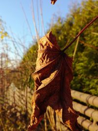 Close-up of butterfly on tree against sky