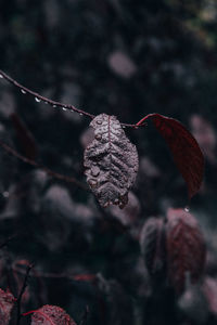 Close-up of autumn leaves on tree