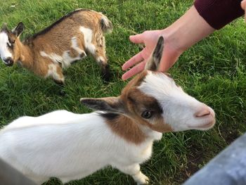 Full length of a hand feeding