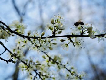 Low angle view of cherry blossoms on tree