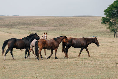 Horses in a field
