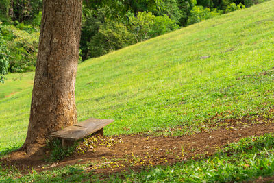Tree trunk on field in forest