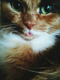 Close-up portrait of cat