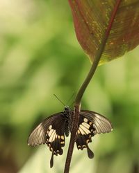 Butterfly on leaf