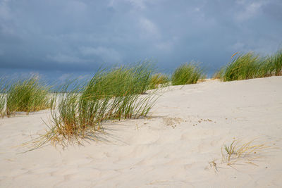 Plants growing on beach against sky