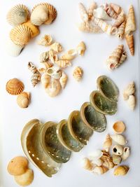 Directly above shot of various seashells over white background