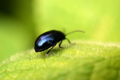 Close-up of beetle on plant