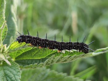 caterpillar