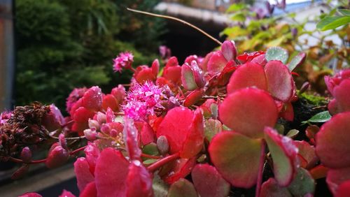 Close-up of pink flowers